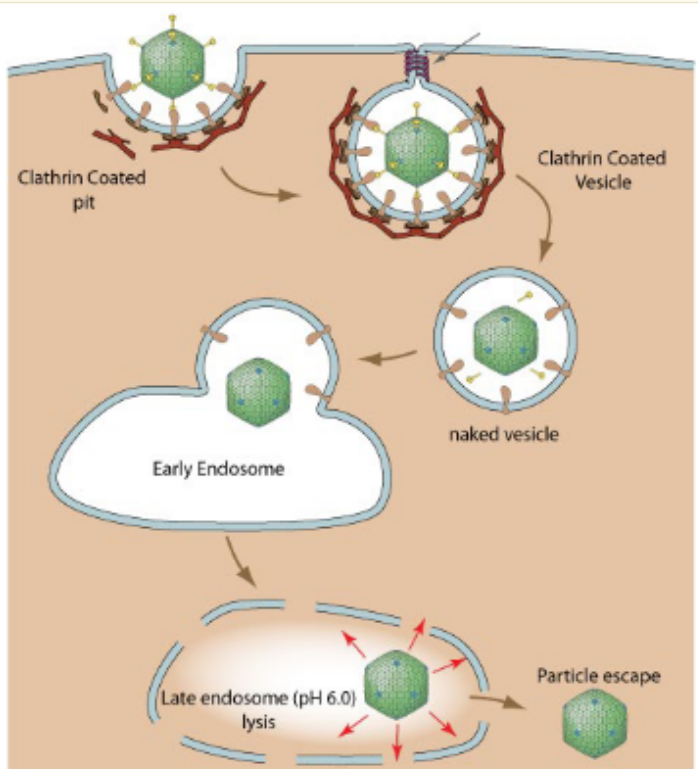 <p>Whats an endosome</p>