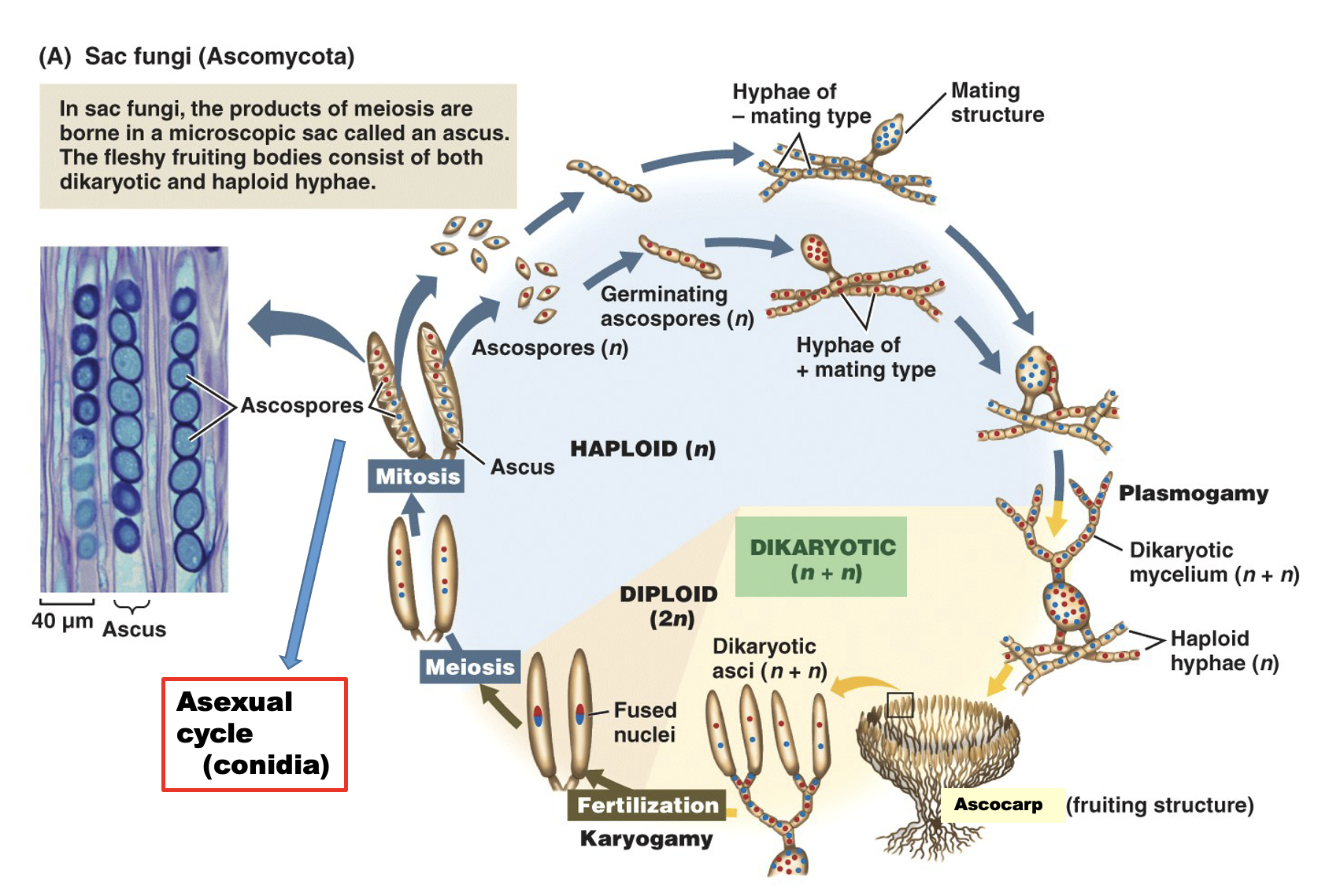 <p>Important terms are <strong>Ascocarp</strong> (fruiting structure), <strong>Ascus</strong> (singular)/<strong>Asci</strong> (plural)</p><p>The chromosome # of the asci after plasmogamy is <strong>dikaryotic</strong> (n+n), two haploid nuclei</p><p>The chromosome # of the asci after karyogamy is a single <strong>diploid</strong> nucleus</p><p>The chromosome # of the ascospores after meiosis is a single <strong>haploid</strong> nucleus </p><p>There are <strong>8 ascospores </strong>per ascus after mitosis </p>