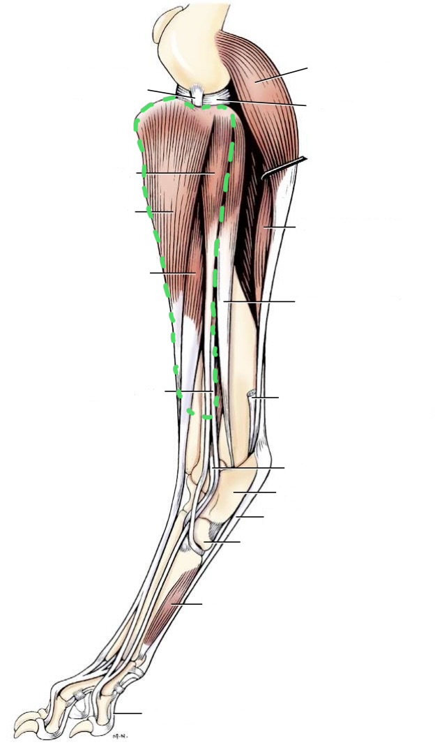 <ul><li><p>tibialis cranialis</p></li><li><p>peroneus (fibularis) longus</p></li><li><p>long digital extensor</p></li><li><p>lateral digital extensor</p></li></ul><p></p>