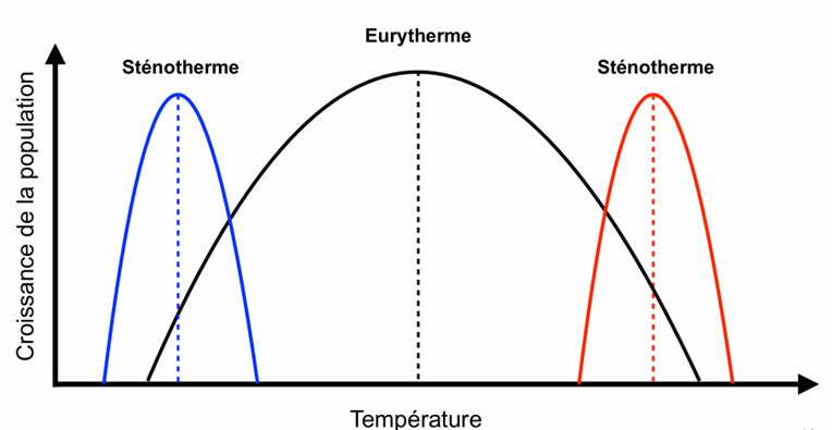 <ul><li><p>Sténoèce : tolérance étroite vis-à-vis d’un facteur (spécialiste).</p></li><li><p>Euryèce : tolérance large vis-à-vis d’un facteur (généraliste).</p></li></ul><p>Exemples : </p><ul><li><p>Température : sténotherme (tolère peu) vs eurytherme (tolère beaucoup).</p></li><li><p>Humidité : sténohygre vs euryhygre.</p></li><li><p>Salinité : sténohaline vs euryhaline.</p></li></ul><p></p>