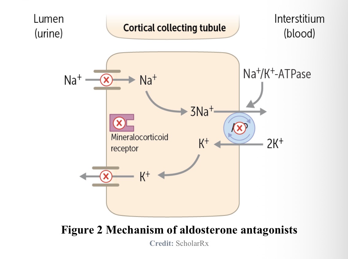<p>including sodium reabsorption and potassium secretion</p>