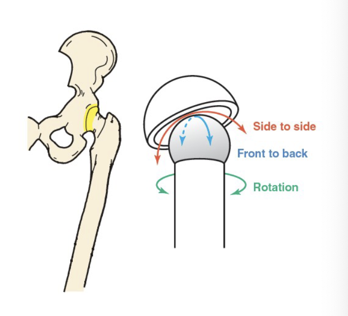 <p><span>ball and socket joints</span></p>