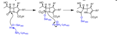 <p>inactivate PBPs, especially PBP1/PBP2, disrupting peptidoglycan cross-linking</p>