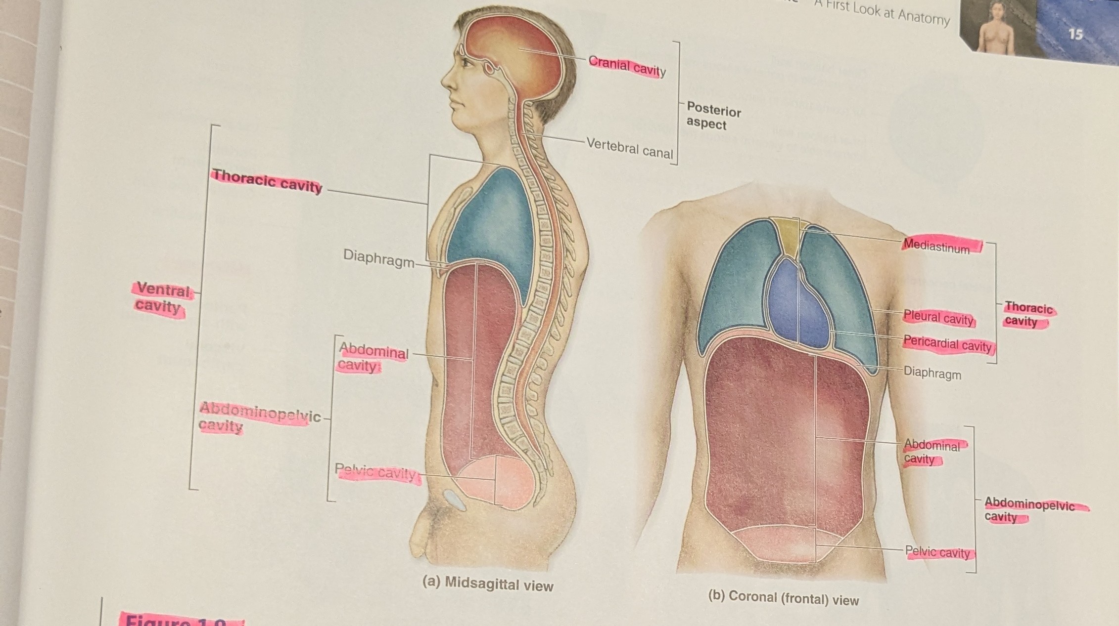 <p>Which major body cavities lie dorsally?</p>