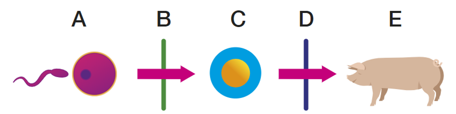 <p>Which of the following options does not represent stages where post-zygotic mechanisms can occur?</p><p>J. B and C</p><p>K. C and D</p><p>L. C and E</p><p>M. D and E</p>