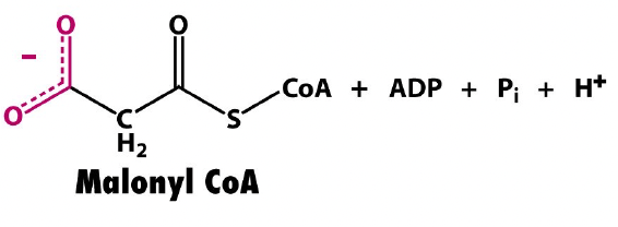 <ul><li><p><span style="font-family: "Times New Roman", serif;">CoA attached</span></p></li><li><p><span style="font-family: "Times New Roman", serif;">Three-carbon dicarboxylic acid</span></p></li></ul><p></p>