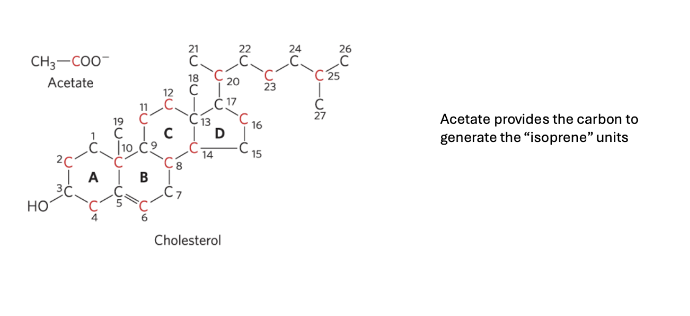 <p>A type of lipid. acetate provides the carbon for cholesterol</p><ul><li><p>4 hydrocarbon ring structure (hydrophobic)</p></li><li><p>OH group (hydrophillic)</p></li><li><p>*maintains fluidity of lipid bilayer!!!! (this makes sure it won’t burst from osmotic pressure)</p></li></ul><p></p>