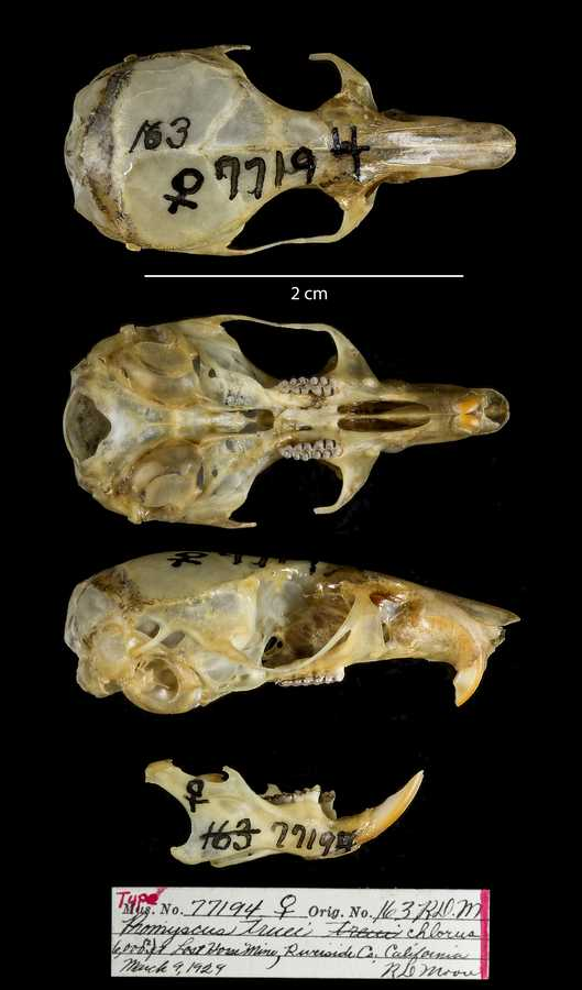 <p>Family Cricetidae Peromyscus truei (Pinyon mouse)</p>
