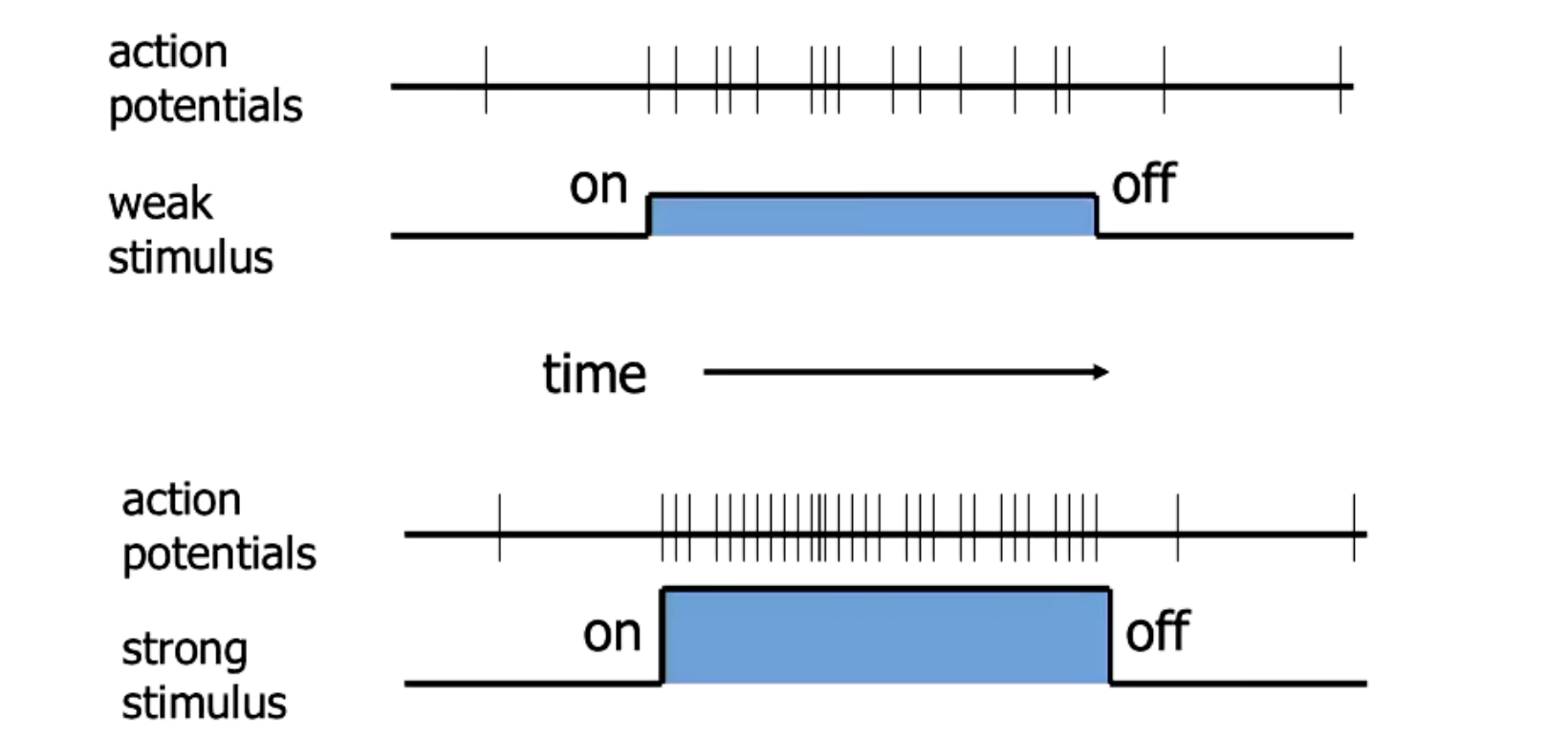 <p>The neurone firing is all or none (no different intensities), so frequency of firing determines the strength of the neural signal.</p><p><br>Strong stimulus leads to reaching threshold potential faster, more frequent APs.</p>