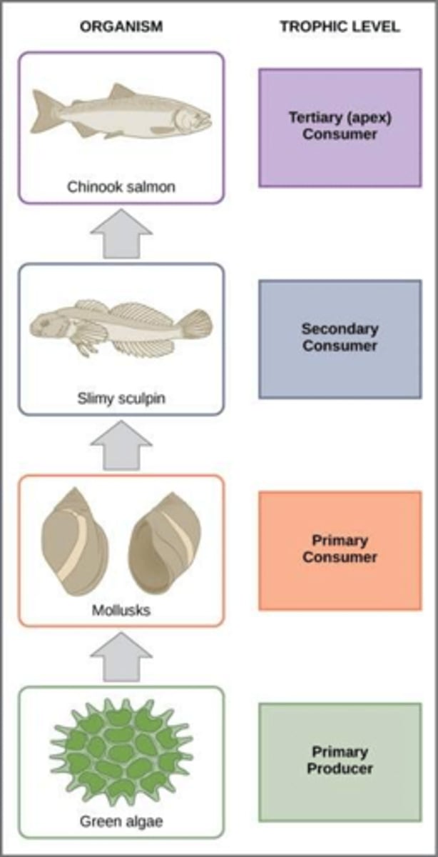 <p>Feeding relationships between organisms in a community.</p>