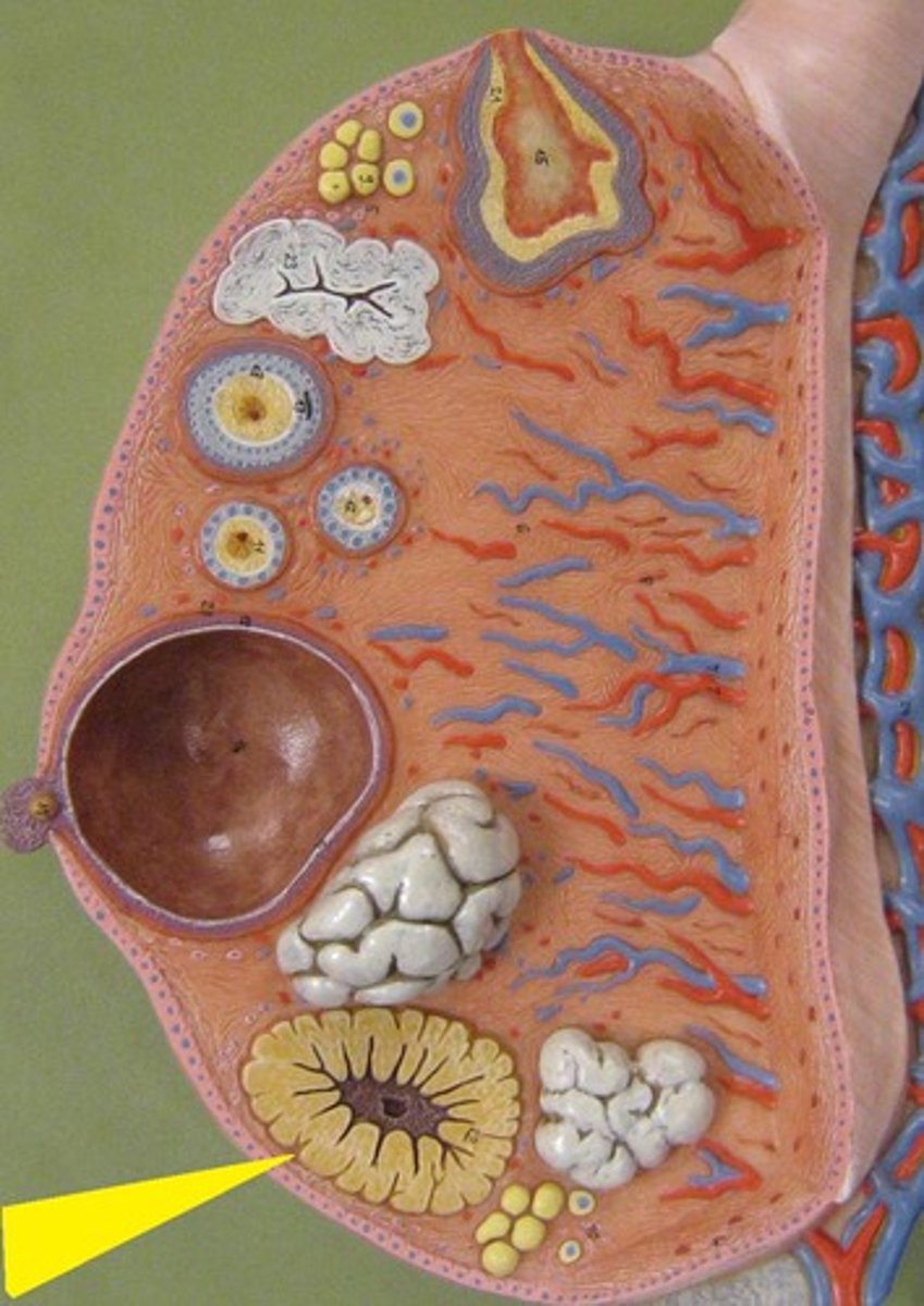 <p>empty ovarian follicle that secretes progesterone after release of the egg cell; literally means yellow body</p>