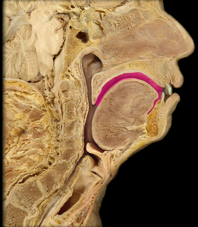 <p>What organ is this?</p>