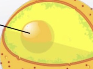 <p>Nucleolus</p>
