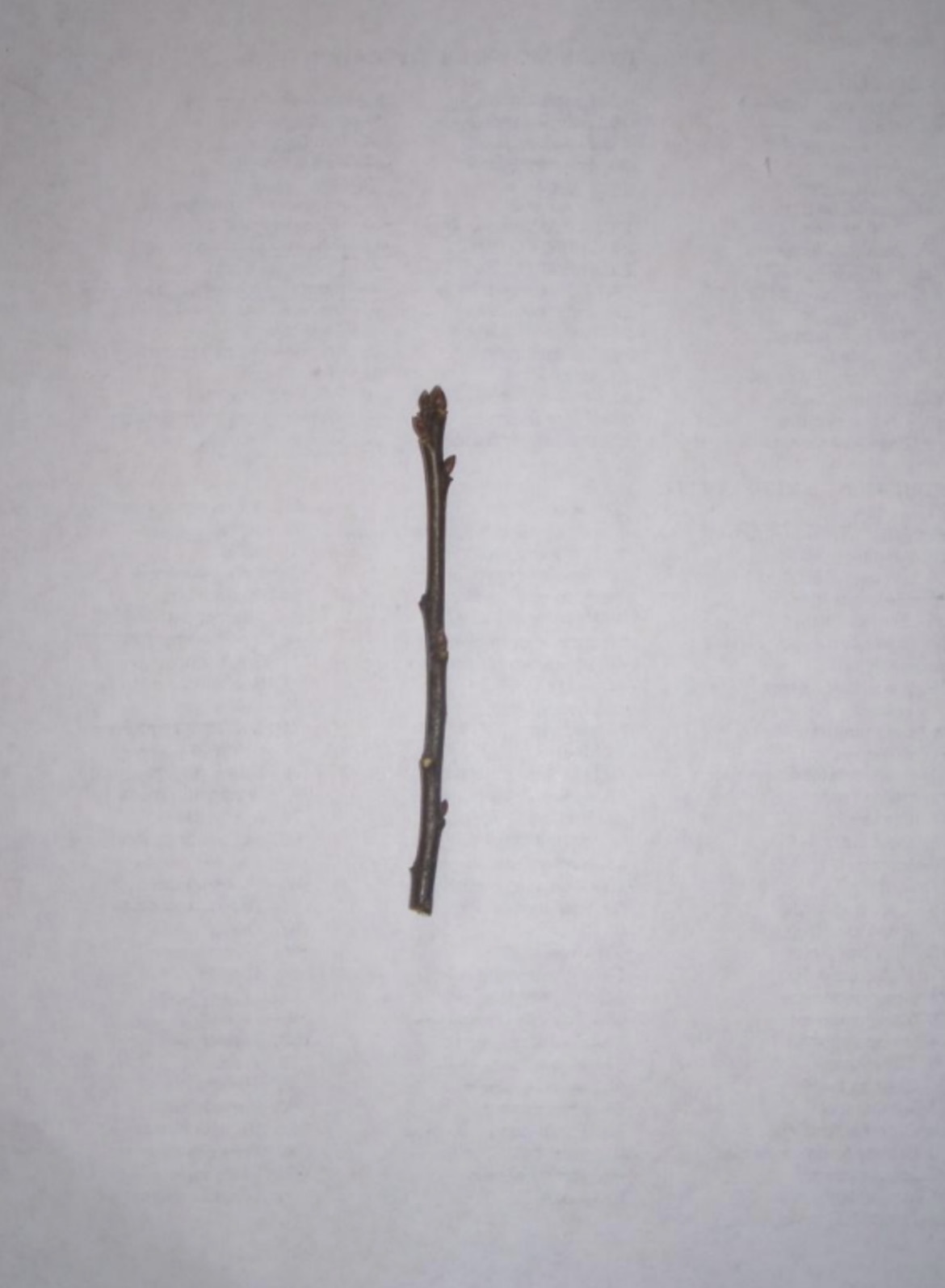 <p>What is this branch?</p>