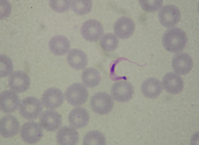 <p>What is this organism?</p>