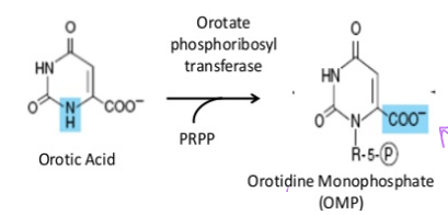 <p>ribose-5-phosphate is added orotate phosphoribosyl transferase and PRPP to form orotidine monophosphate</p>