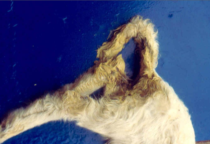 term image