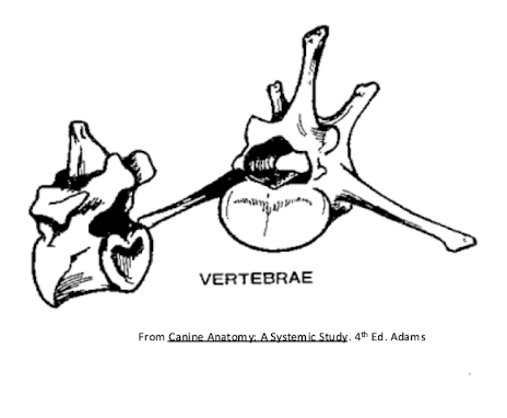 <p>Which bone type is irregular in shape?</p>