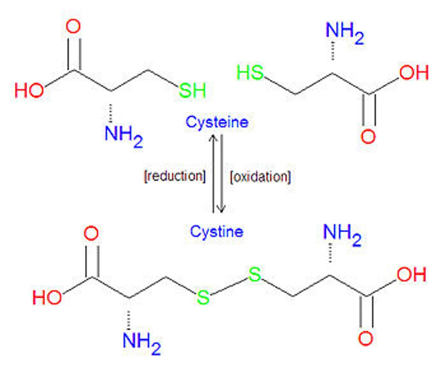 <p>cysteine = reduced form of the a.a.</p><p>(remember: the e is for electrons... which you still have in reduced form)</p><p>cystine = oxidized form of the a.a.</p><p>(remember: the absence of the e means loss of electrons, which is what you face in oxidation)</p>