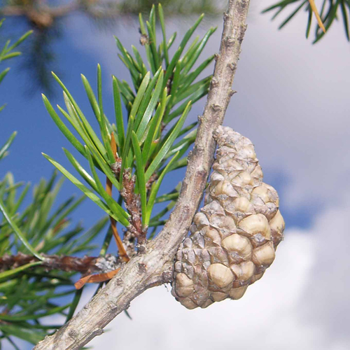 <p>Jack Pine (okikaandag)</p>