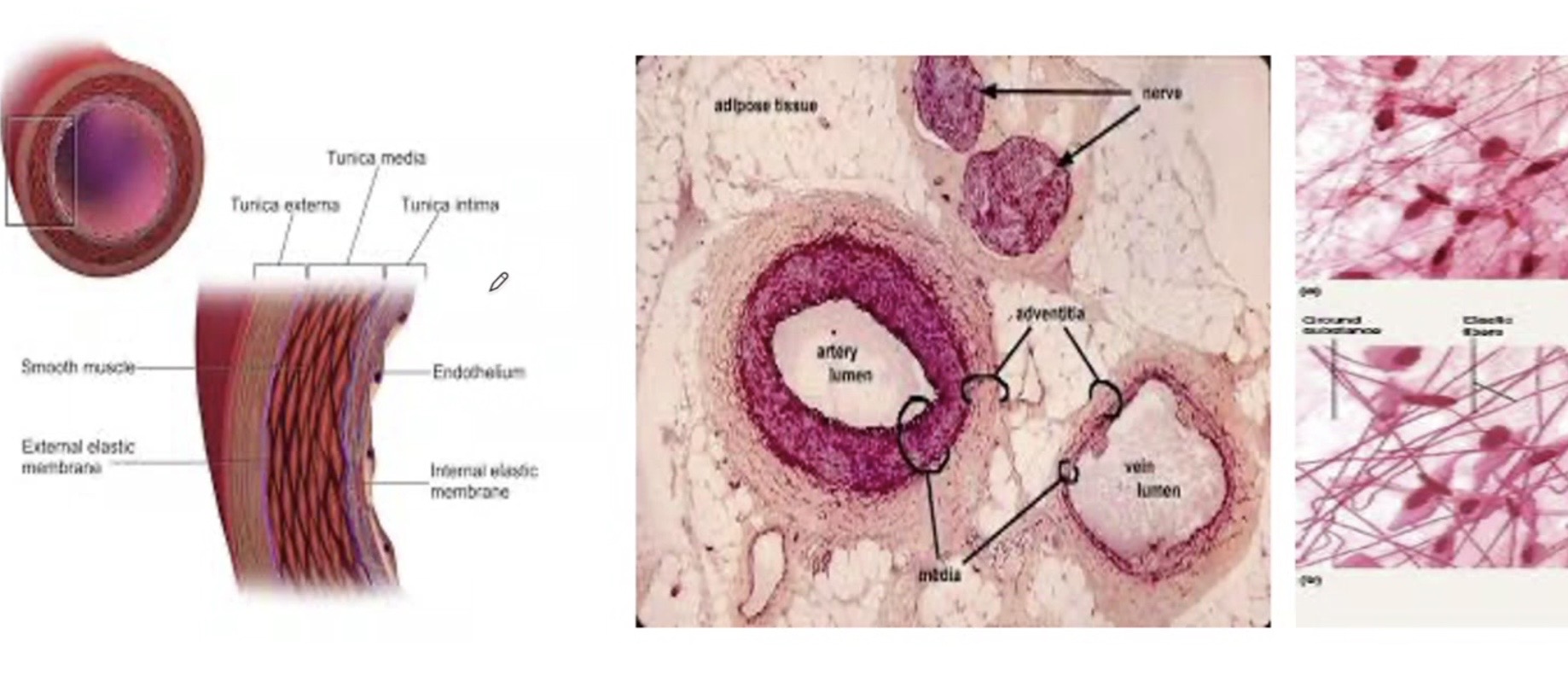 <p>What connective tissue is this? </p>