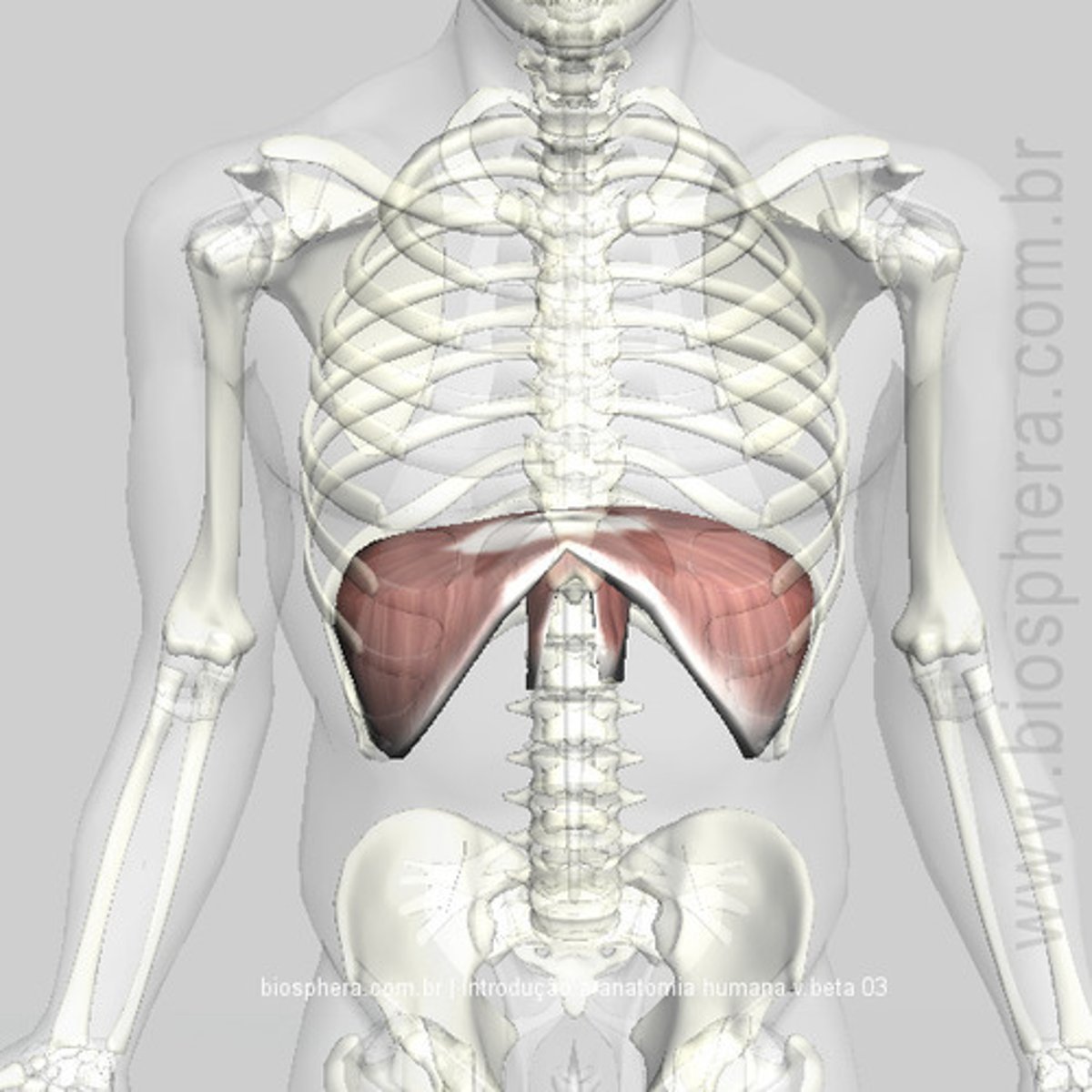 <p>Large, flat muscle at the bottom of the chest cavity that helps with breathing</p>