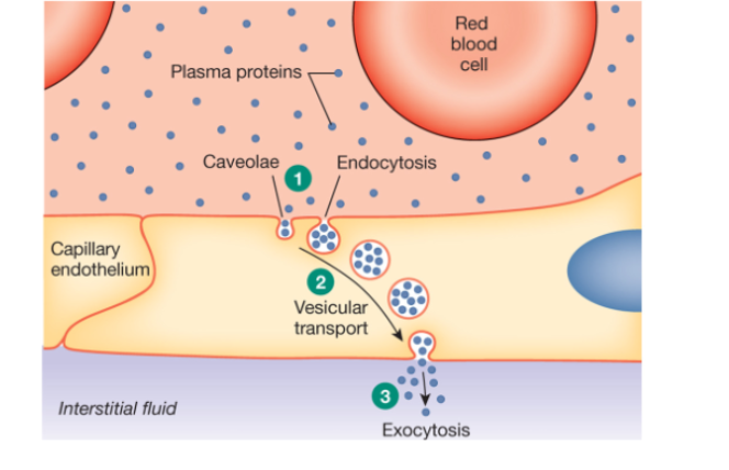 <p>How are small proteins reabsorbed at the proximal tubule?</p>
