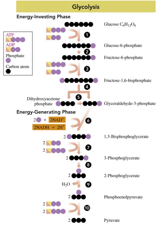 <ul><li><p>energy is required to add phosphate groups to glucose </p></li><li><p>glucose is converted to two three-carbon molecules</p></li></ul><p></p>