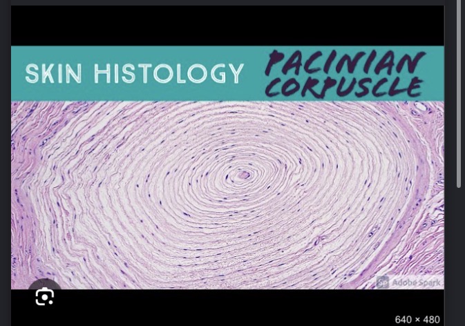 <p>Pacinian corpuscle </p>