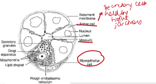 <p>acini of lacrimal gland </p>