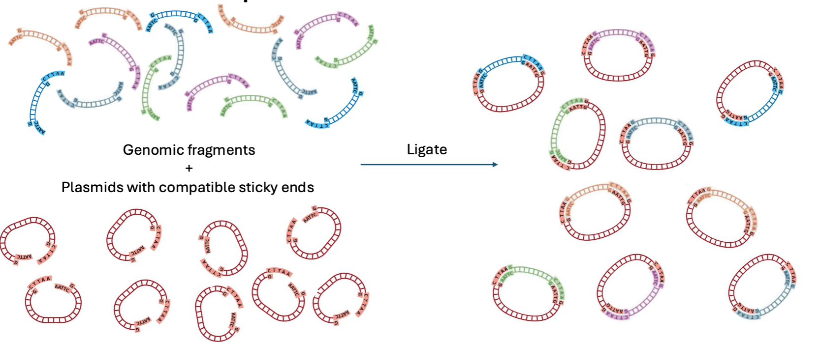 <p>Combining many digested vectors with all the fragments from a genome generates a diversity of recombinant plasmids</p>