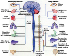 <p>the division of the autonomic nervous system that arouses the body, mobilizing its energy in stressful situations</p>