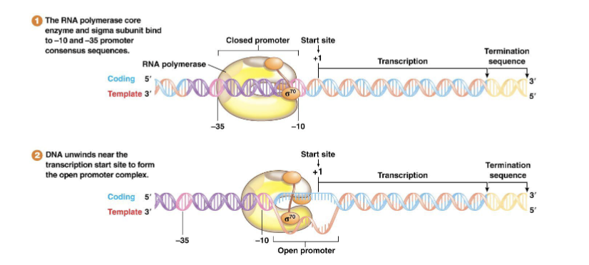<ol><li><p>Holoenzyme makes a loose attachment to the promoter sequence, then binds tightly to form the closed promoter complex</p></li><li><p>Holoenzyme unwinds about 18 bp of DNA around the -10 position to form the open promoter complex</p></li></ol><p></p>