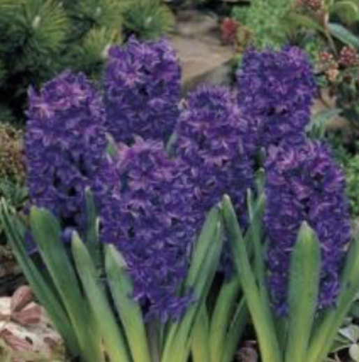 <p>4-6 linear-laneolate leaves<br>2-40 flowers<br>Anthers longer than filaments</p>