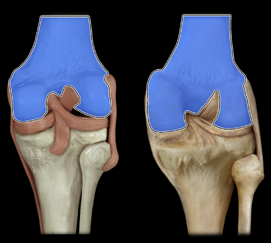 <p>posterior</p>