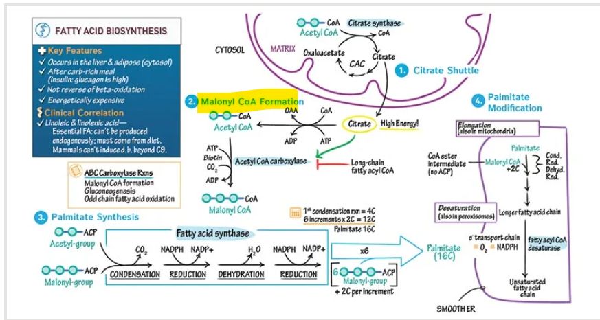 <p>What is the <strong>first committed and rate limiting step</strong> in fatty acid synthesis</p>