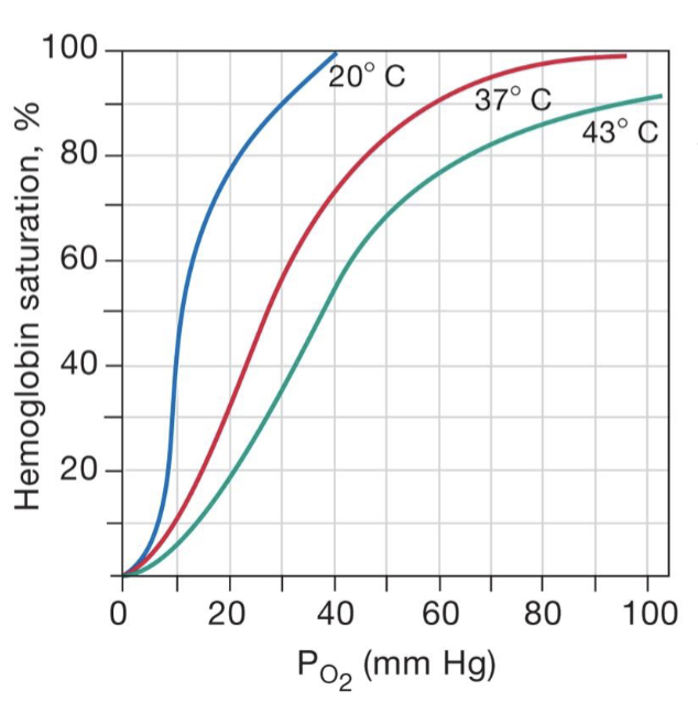 <ul><li><p>causes for increased temperature come from increased muscle activity, warming muscles up, and signals to body that they need more O2</p></li><li><p>there is more hemoglobin saturation (more O2) at lower temps</p></li><li><p>there is less O2 (hemoglobin saturation) at higher temps due to increased activity and increased heat/acidity</p></li></ul><p></p>