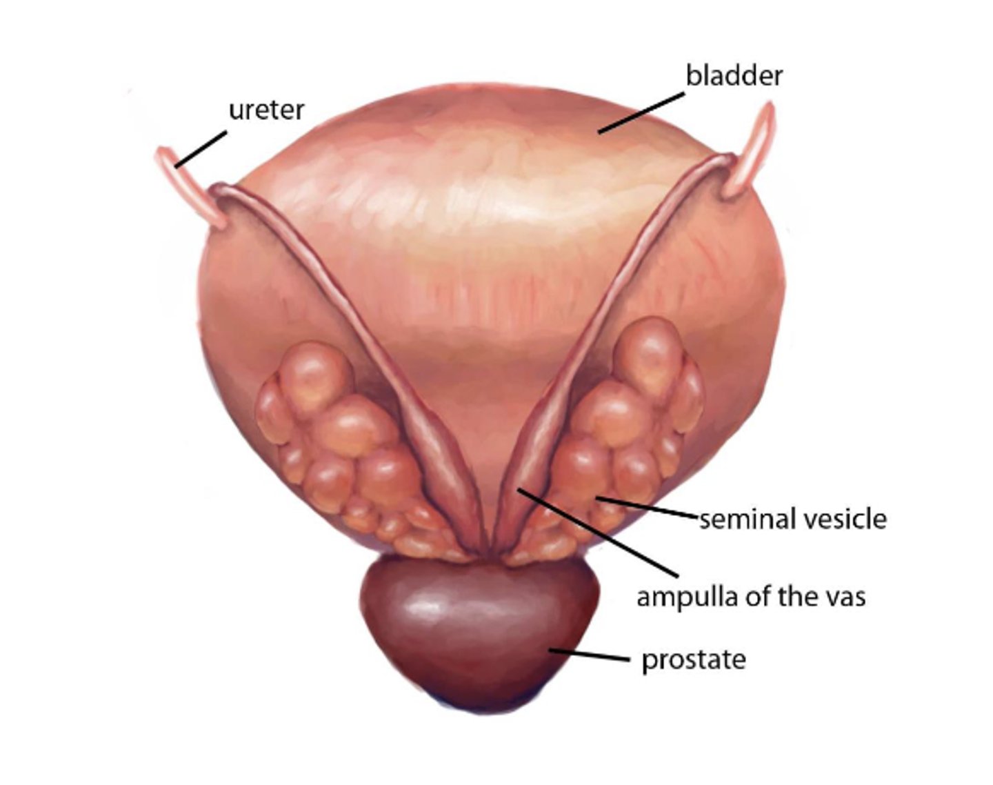 <p>secretes enzymes to buffer the acidity of the vagina</p>