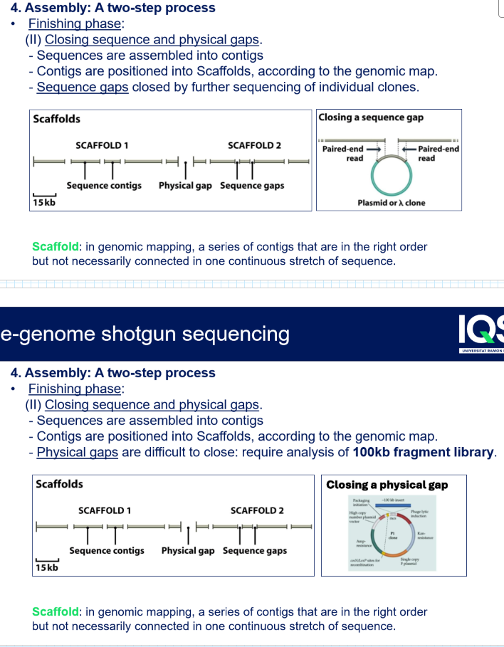 <ul><li><p>Sequence gaps closed by further sequencing of individual clones</p><ul><li><p><span>A region <em>is</em> present in the plasmid library</span></p></li><li><p><span>But you didn’t sequence enough clones</span></p></li><li><p><span>Or the reads didn’t overlap enough</span></p></li><li><p><span>Or the region is hard to sequence (GC‑rich, repeats, etc.)</span></p></li></ul></li><li><p>Physical gaps are difficult to close: require analysis of 100 kb fragment library → they needed to generate BAC libraries to try and close the gaps</p><ul><li><p><span>A region of the genome is <strong>missing entirely</strong> from the plasmid library</span></p></li><li><p>BACs (100–300 kb inserts) are much more stable and represent the genome more completely.</p></li></ul></li></ul><p></p>