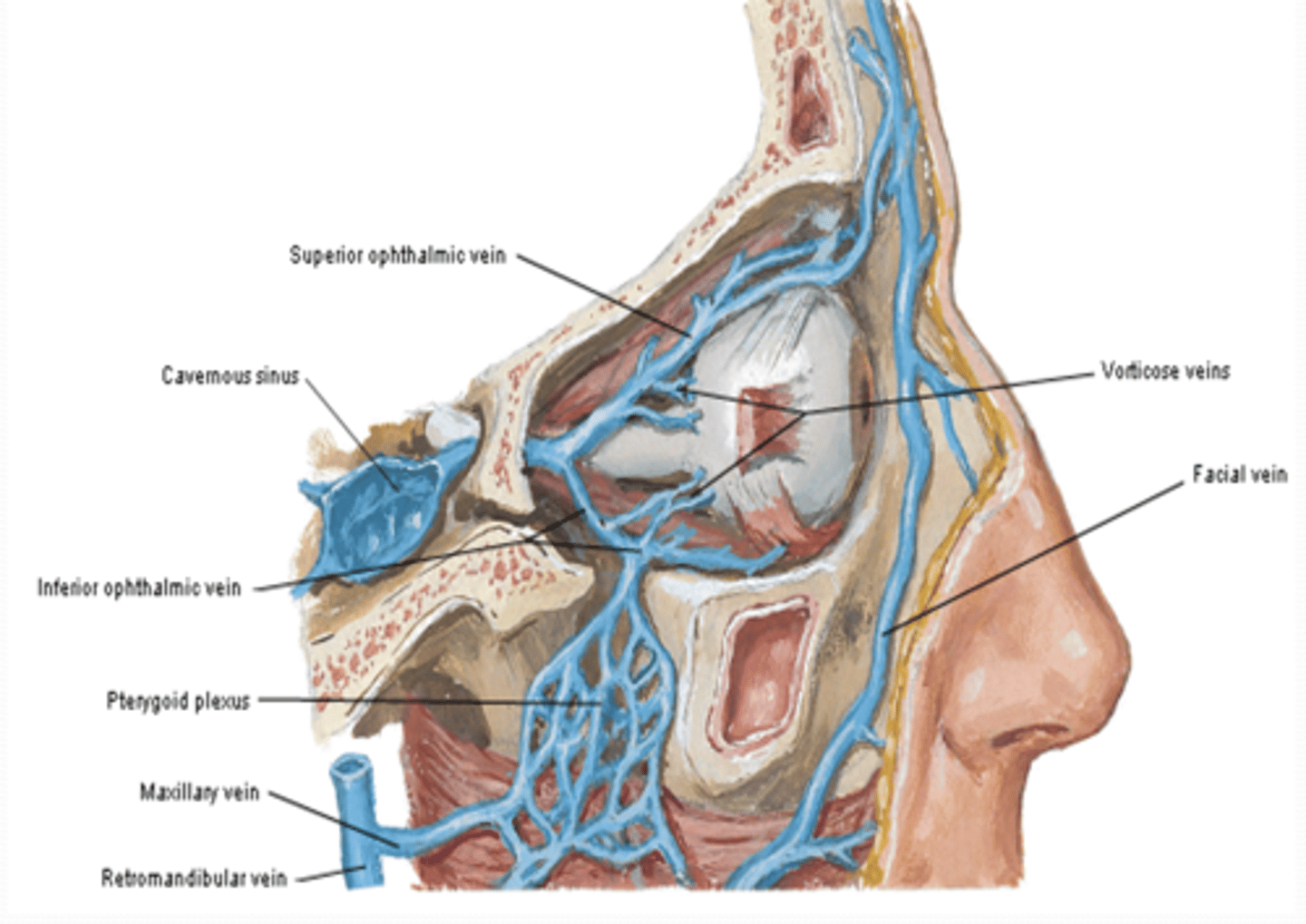 <p>What is the course of the superior ophthalmic vein?</p>