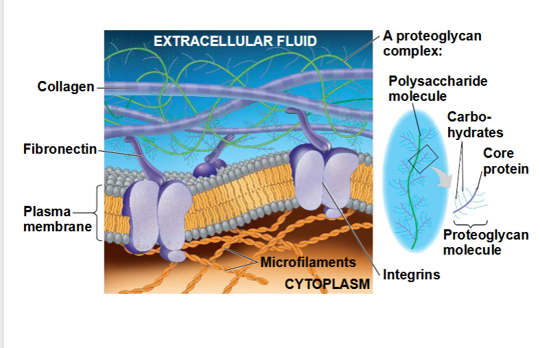<p><span data-name="black_small_square" data-type="emoji">▪</span> Dierlijke cellen hebben geen celwanden, maar zijn omgeven door een</p><p>complexe extracellulaire matrix (ECM)</p><p><span data-name="black_small_square" data-type="emoji">▪</span> De ECM bestaat uit glycoproteïnen zoals</p><p>collageen, proteoglycanen en fibronectine</p><p><span data-name="black_small_square" data-type="emoji">▪</span> ECM-eiwitten binden zich aan receptoreiwitten in het</p><p>plasmamembraan, die integrines worden genoemd</p><p>De ECM speelt een belangrijke rol in het leven van cellen</p><p><span data-name="black_small_square" data-type="emoji">▪</span> De ECM kan het gedrag van een cel reguleren door</p><p>via integrines met de cel te communiceren</p><p><span data-name="black_small_square" data-type="emoji">▪</span> De ECM rondom een cel kan de activiteit van</p><p>genen in de celkern beïnvloeden</p><p><span data-name="black_small_square" data-type="emoji">▪</span> Mechanische signalering kan plaatsvinden via veranderingen in het cytoskelet</p><p>die chemische signalen in de cel in gang zetten</p><p><span data-name="black_small_square" data-type="emoji">▪</span> Aangrenzende cellen in weefsels, organen of orgaansystemen</p><p>hechten zich vaak aan elkaar, staan in wisselwerking met elkaar en communiceren</p><p>via direct fysiek contact</p>