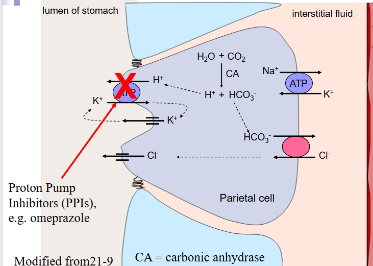<p>carbonic anhydrase converts water and carbon dioxide into H+ and bicarbonate ions </p><p>Proton pumps allow H+ to enter stomach lumen  - also contain transporters for potassium to facilitate efflux from parietal cell</p><p>Bicarbonate secreted out through a chloride transporter into interstitial fluid</p><p>Proton pump inhibitors like omeprazole work to attempt to prevent acid reflux from causing issue </p>
