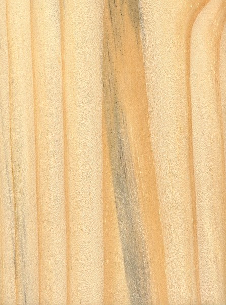 <p>abundant resin canals esp. visible in summerwood X.S. </p><p>Abrupt Transition between springwood and summerwood </p><p>Yellowish wood, resin canals on tangential face </p>