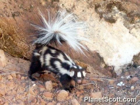 <p>10 in body with 7 in tail. Stands on front legs to warn predators.</p><p><strong>Small, with white blotches/ swirls. </strong></p>