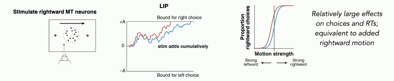 <ul><li><p><strong>Lateral Intraparietal Area</strong> (LIP)— it's a region of the parietal cortex involved in decision-making, spatial attention, and the accumulation of sensory evidence over time (as shown in that drift-diffusion style graph).</p></li></ul><p></p><ul><li><p>if we mess with MT → should impact the evidence accumulation process in LIP (because it should be getting evidence from MT and accumulating it overtime)</p></li></ul><p></p><p><strong>example</strong></p><ul><li><p>if we use electrodes and stimulate MT neurons that care about rightward motion → we should see that information accumulates in LIP for rightward motion decision more quickly</p><ul><li><p>has downstream effects on what the monkey chooses and choice RTs</p></li></ul></li></ul><p><strong>example graph</strong></p><ul><li><p>red line → LIP with fake rightward motion activity (due to MT stimulation)</p><ul><li><p>looks equivalent to if there was more visual stimulus showing rightward motion even though there is none</p></li><li><p>even when there’s noting there, because we’re adding stimulation, you are more likely to make rightward motion decision</p></li></ul></li><li><p>blue line → LIP control (with not interference)</p><ul><li><p>control → if there is no distinct leftward or rightward motion, you should always pick 50/50</p></li></ul></li></ul><p></p><p></p>