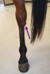 <p>What is this hard bony prominence on the hock?</p>