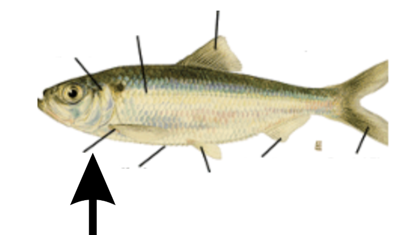 <p>What is this part on the fish?</p>
