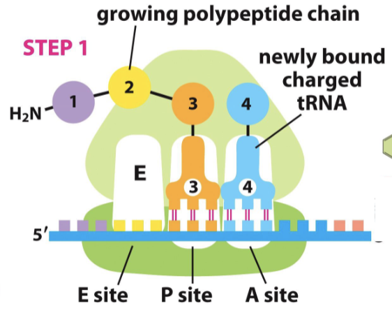 <ol><li><p>newly bound complementary charged tRNA enters at the A site codon, and is bound to the P site tRNA with peptidyl transferase</p></li><li><p>the ribosome translocates, the P site tRNA is moved to E site and ejected, detaching from its amino acid in the chain</p></li><li><p>after the ribosome shifts, the A site is now free and a new complementary tRNA is found and added</p></li></ol><p></p>