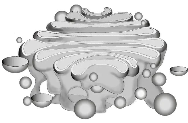 <p>what is this region called in a human cell</p>