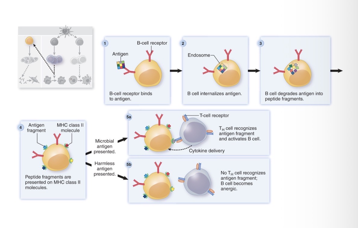 <ol><li><p>Bind antigen</p></li><li><p>Internalize antigen (endocytosis)</p></li><li><p>Degrade into peptides</p></li><li><p>Present peptides to Th cells via MHC class II molecules</p></li></ol><p></p>